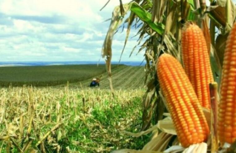 Produção de milho safrinha deve ser novamente reduzida em Mato Grosso