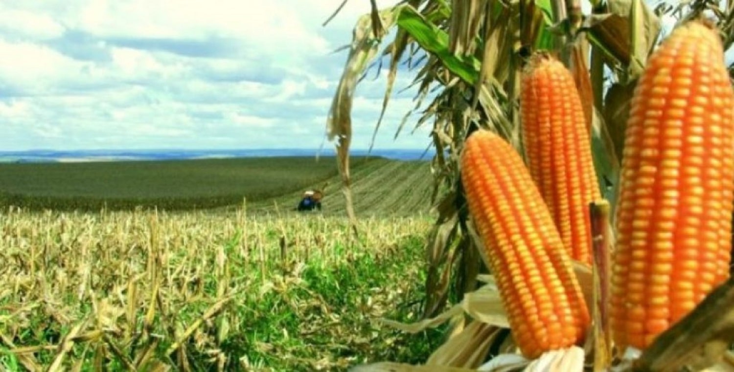 Produção de milho safrinha deve ser novamente reduzida em Mato Grosso