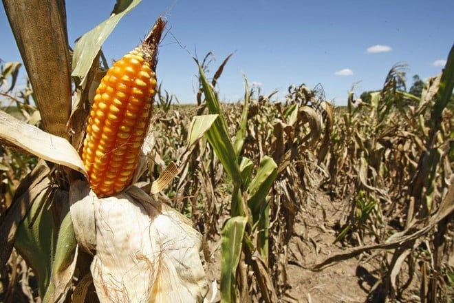 Aprosoja/MT confirma perdas ao milho e frisa que quebra é ‘irreversível’