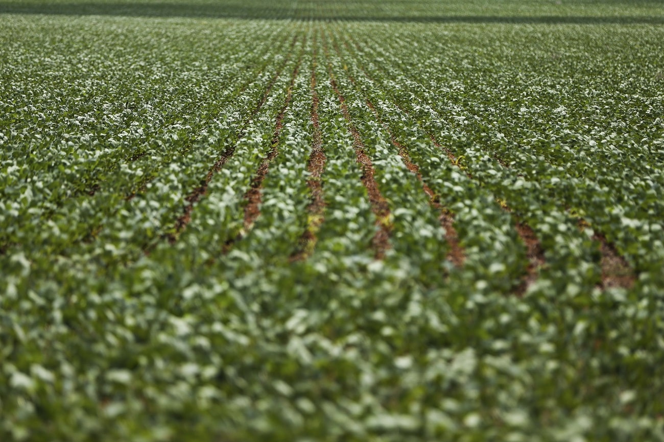 Área destinada à soja cresce e aplicação de fertilizantes será menor em MT