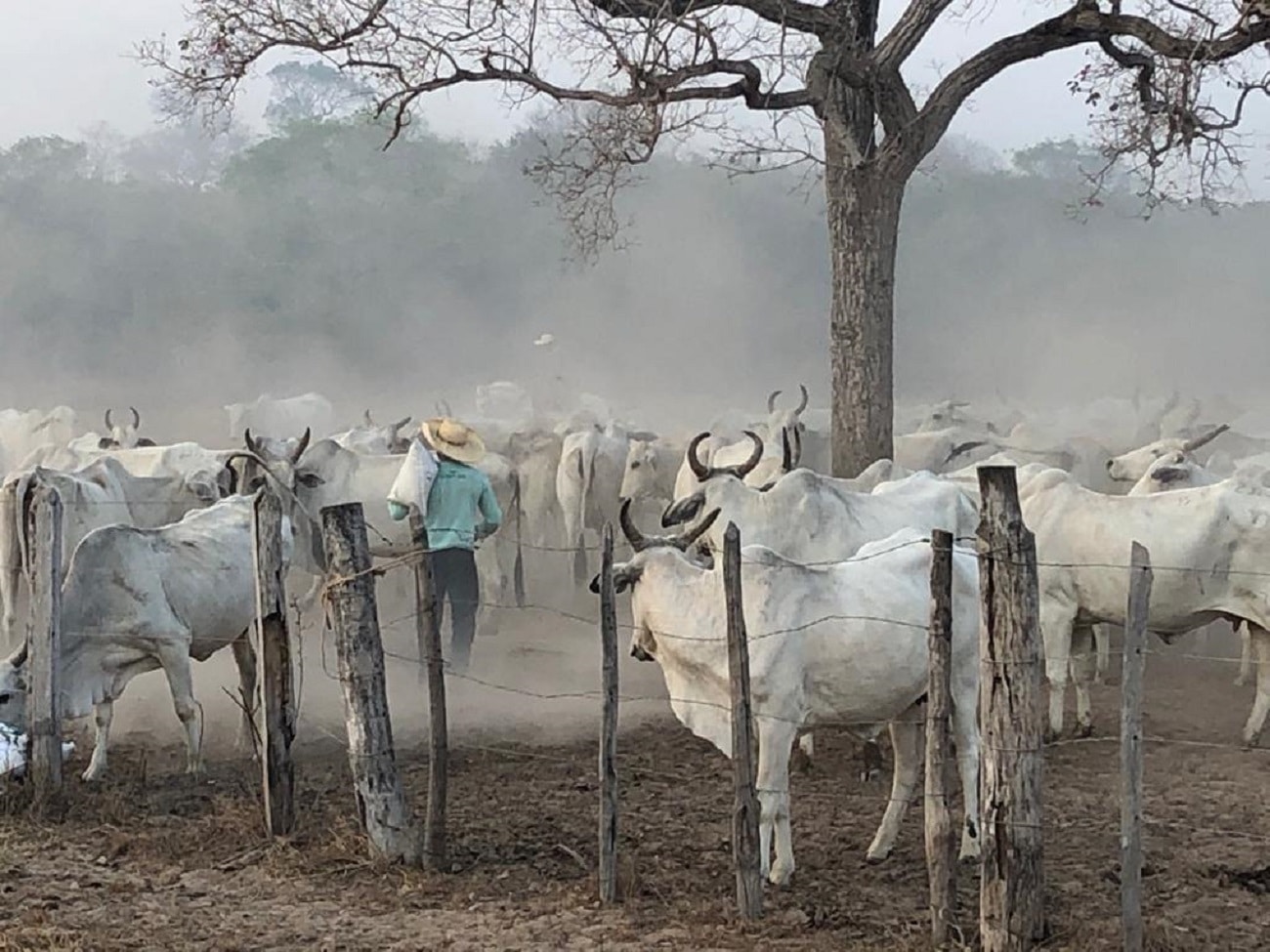 Pantaneiros esperam que ‘Lei do Pantanal’ seja definitivamente aprovada na ALMT