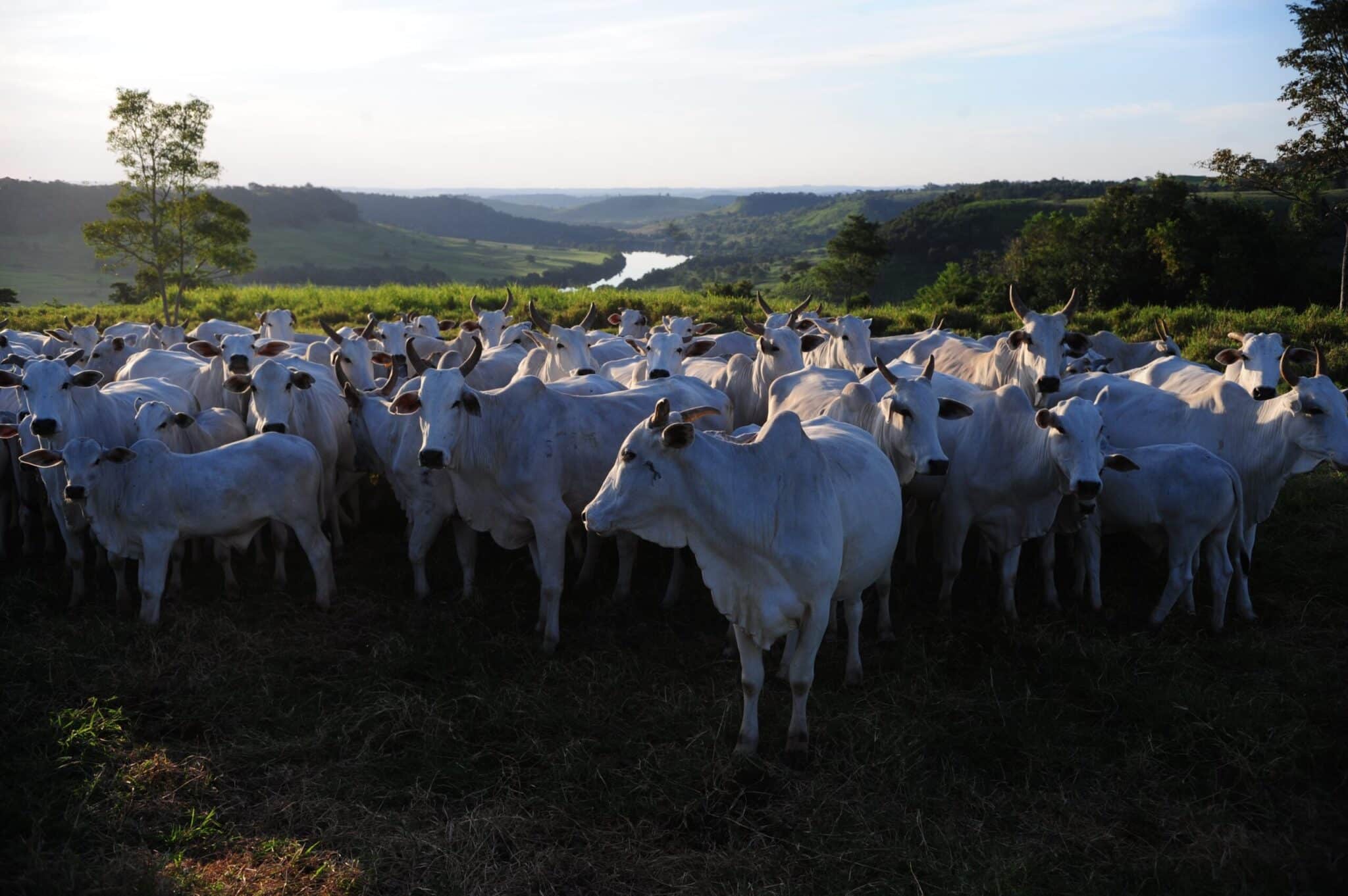 Maior parte da pecuária é formada por pequenos produtores