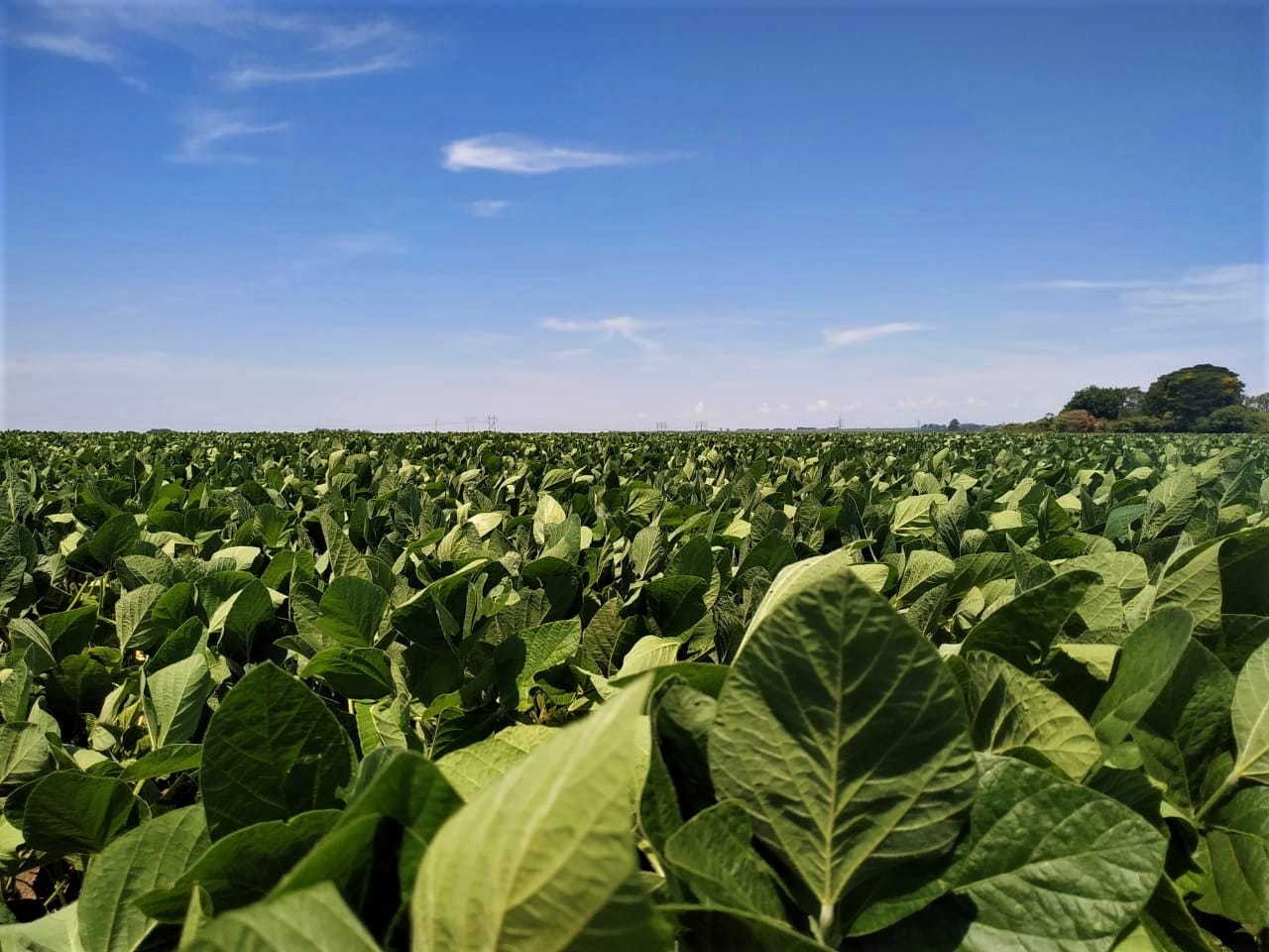 Zoneamento Agrícola da soja safra 2022/23 reduz risco fitossanitário