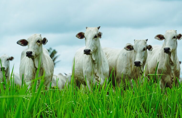MT abateu mais de 2,30 milhões de bovinos no primeiro semestre