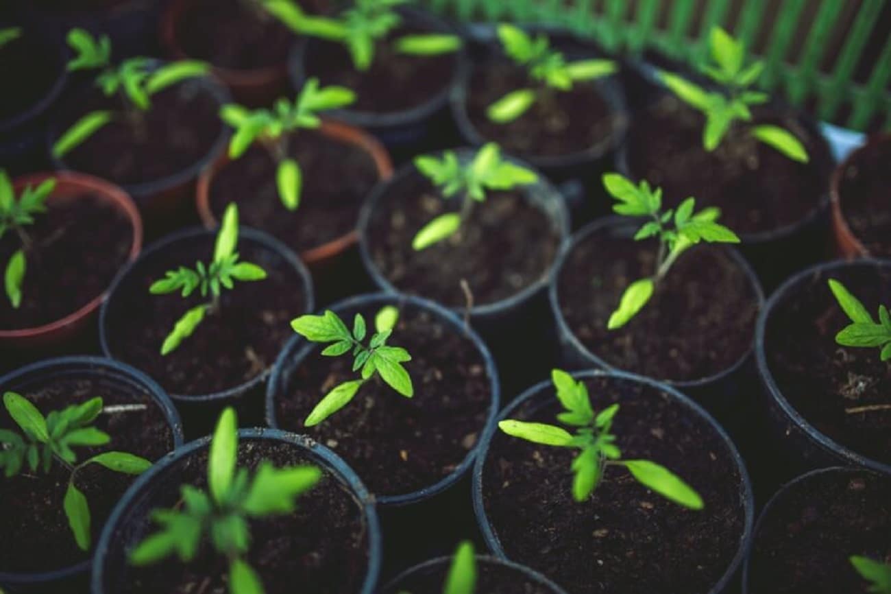 Entidades do agronegócio aderem a plano para redução das emissões de carbono