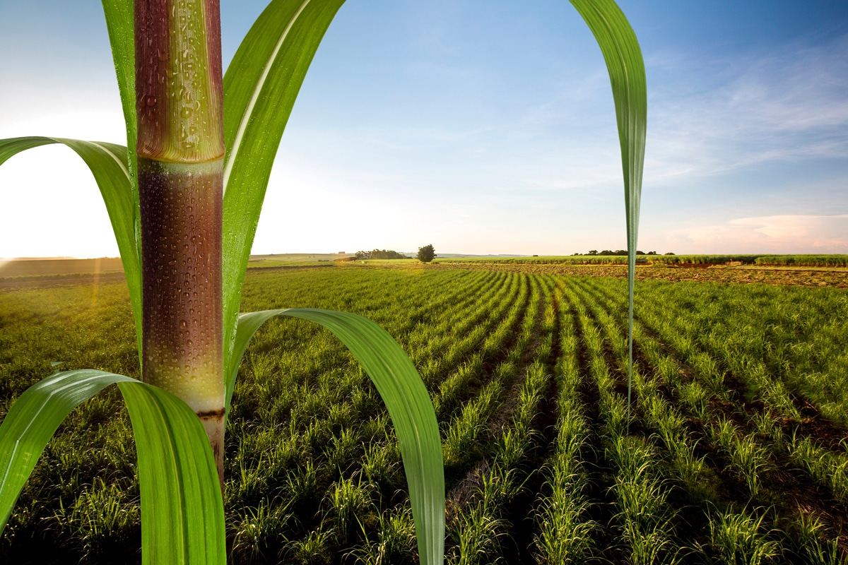 PEC garante desenvolvimento do biocombustível no Brasil, afirma Fiemt