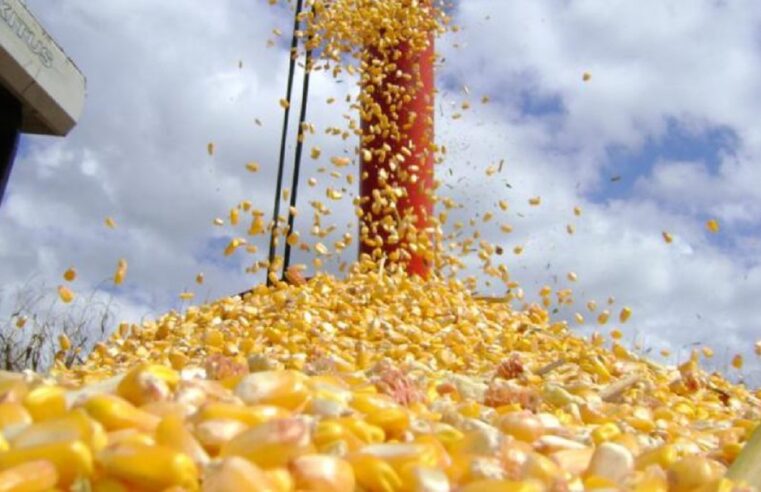 Exportações de milho cresceram mais 410% em junho, em Mato Grosso