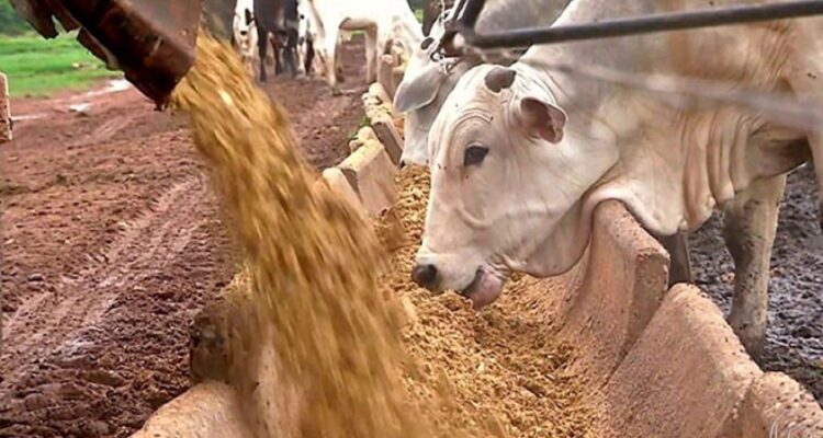 Indústrias mato-grossenses realizam mais uma exportação de DDG do milho