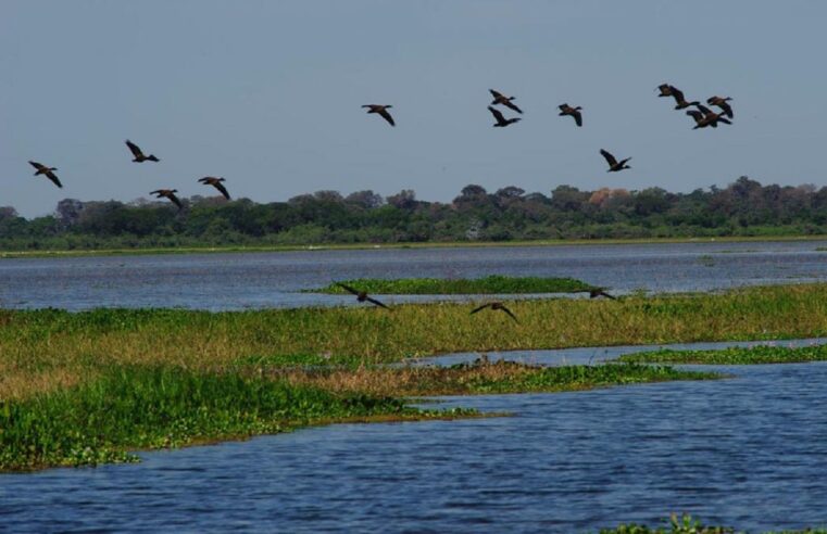 Governador sanciona ‘Lei do Pantanal’ e texto impõe mudanças ao bioma