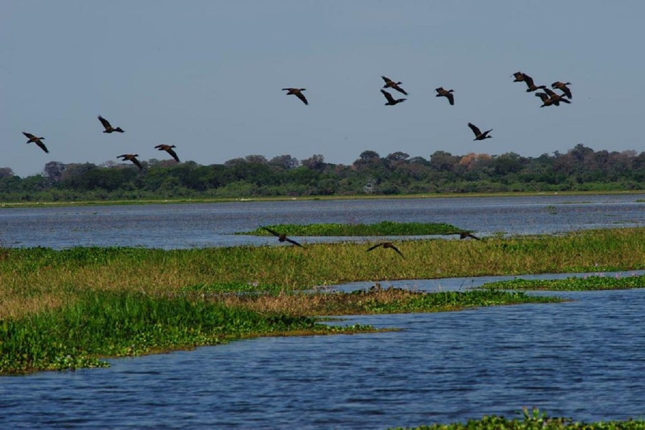 Governador sanciona ‘Lei do Pantanal’ e texto impõe mudanças ao bioma