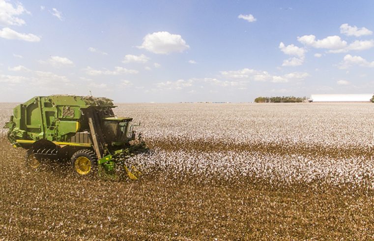 Estresses ambientais impactam a safra 2021/22 de algodão no Estado