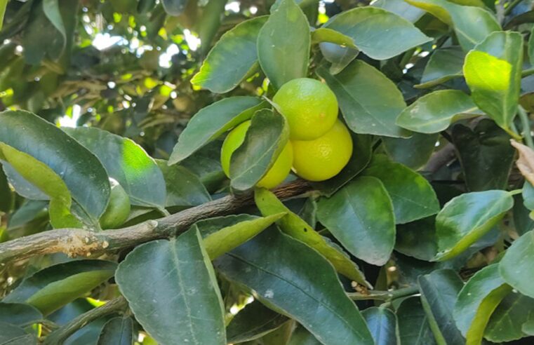 Mato Grosso terá limão tahiti resistente à gomose