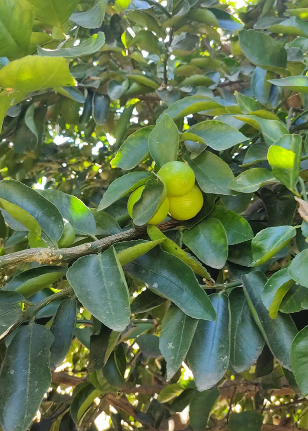 Mato Grosso terá limão tahiti resistente à gomose