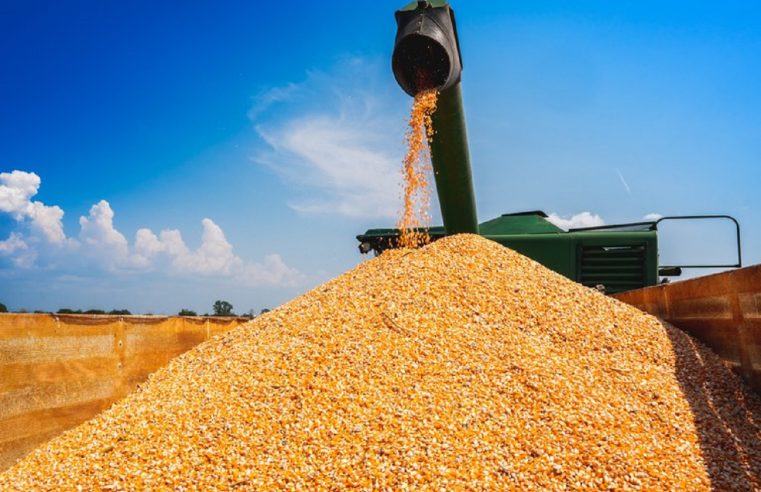 Recorde na oferta nacional de milho passa por Mato Grosso