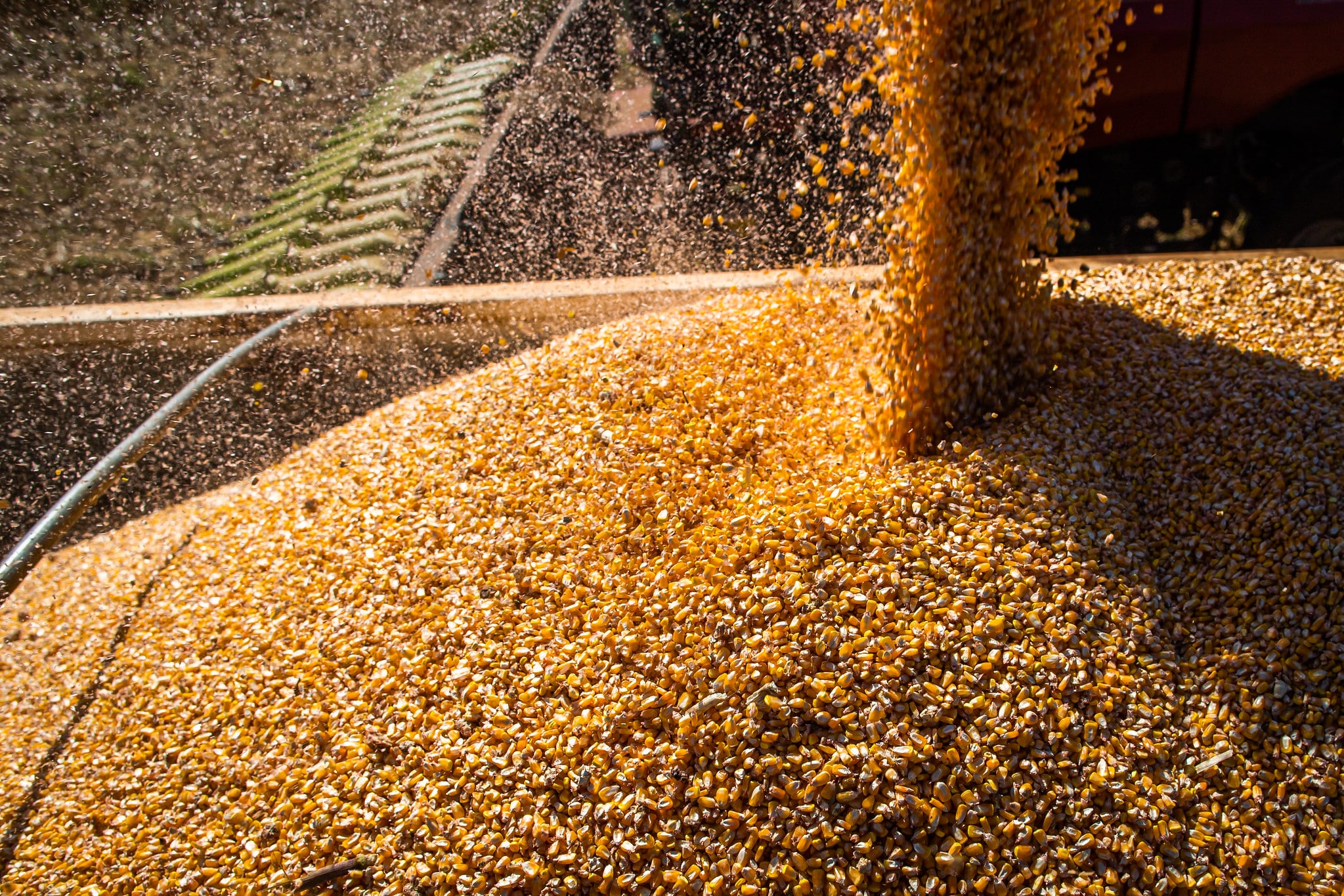 Preço do milho acumula queda na maioria das praças brasileiras
